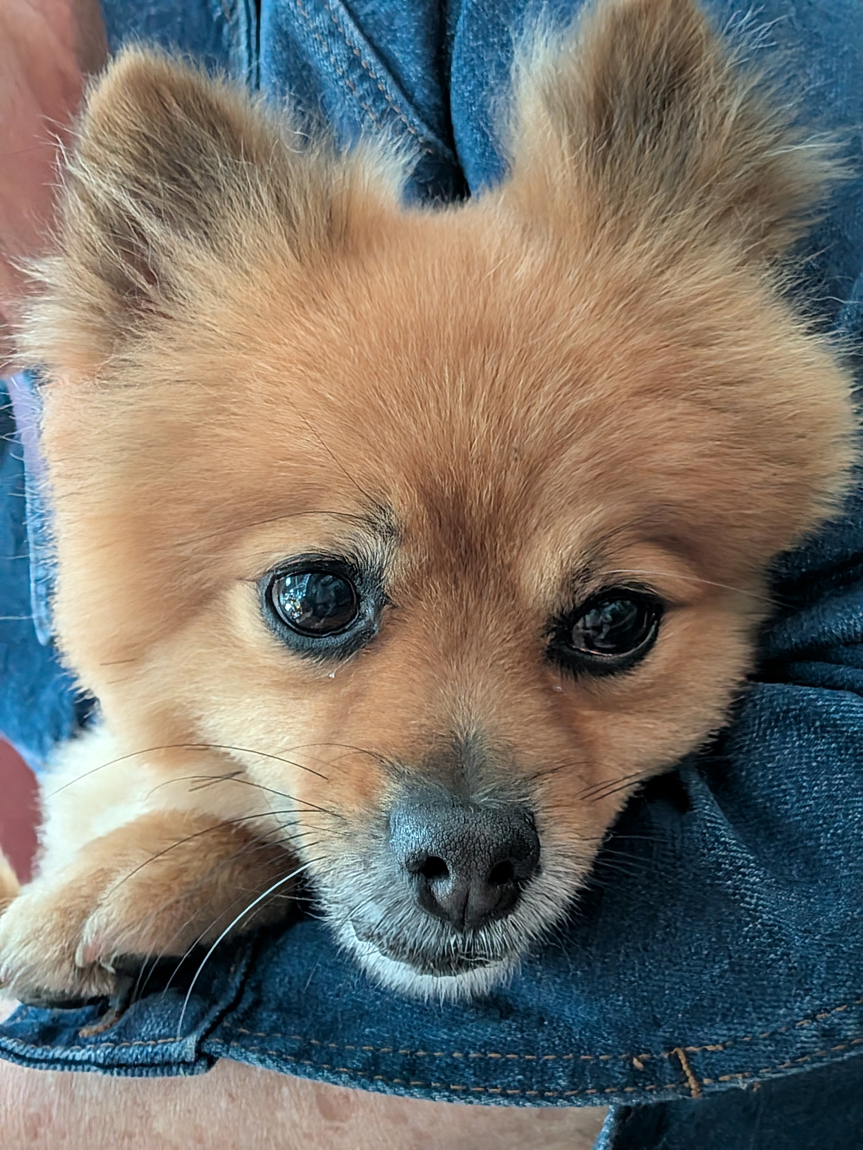 Original close-up photograph of Mochi, a golden Pomeranian